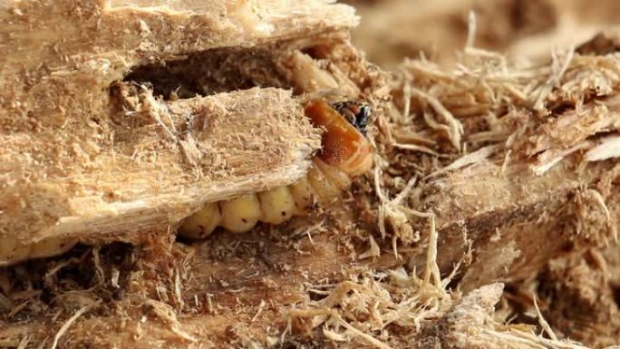 椰子犀牛甲虫或Oryctes犀牛的幼虫是危险的害虫椰子和棕榈。虫虫是油炸食品昆虫的良好蛋白质来源。未