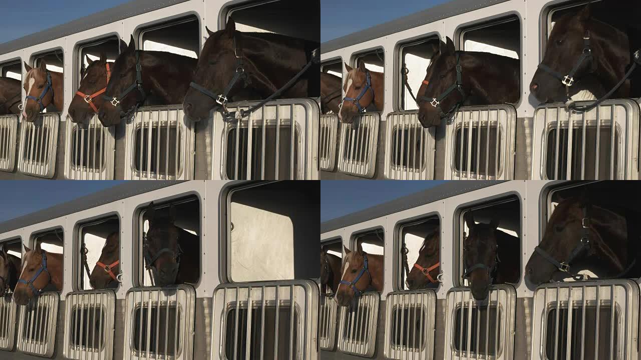 在亚利桑那州石英岩附近的拖车中拍摄了几匹马