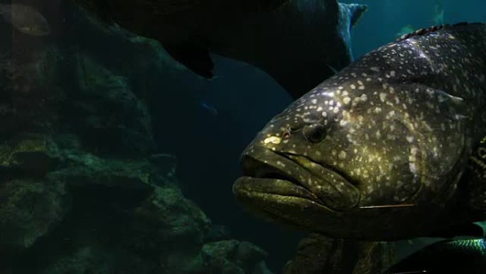 巨大的石斑鱼在4K泰国水族馆的海洋中游泳。