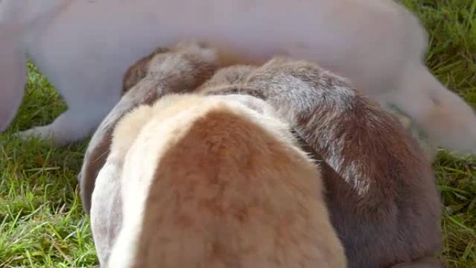 毛茸茸的大白兔在地上吃食物