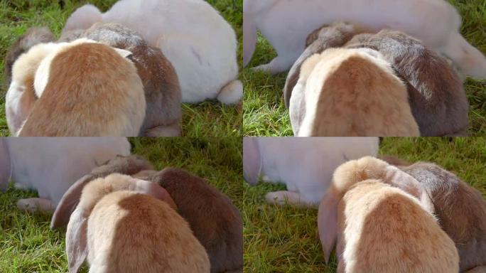 毛茸茸的大白兔在地上吃食物