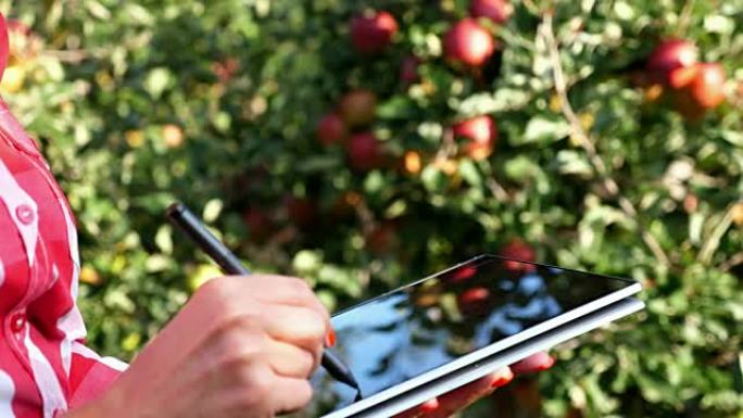 特写，女性商业农民或农艺师在苹果园工作，在平板电脑上做笔记，以更好地控制质量，专注于工作 ..智慧农