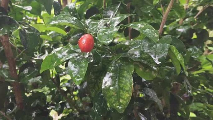 雨水落在橙色茉莉花叶上