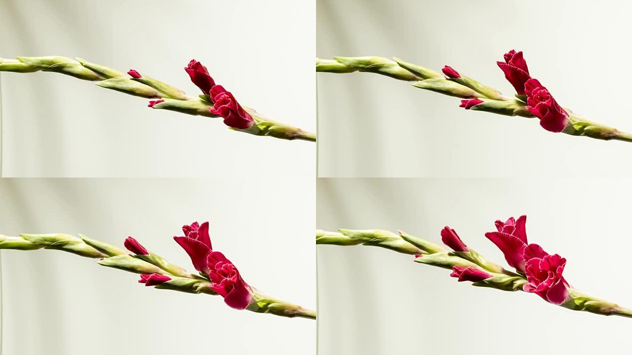 美丽的红色剑兰花朵盛开花万物生长绽放