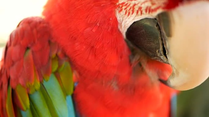 在热带丛林森林中关闭红色亚马逊猩红色金刚鹦鹉或澳门Ara。野生动物彩色选择性焦点肖像的鸟与充满活力的