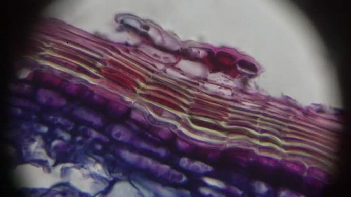 Tilia茎C.S.光学显微镜下