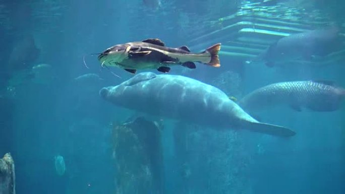 海牛，海牛在蓝水水族馆下游泳