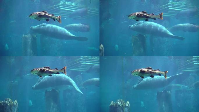 海牛，海牛在蓝水水族馆下游泳