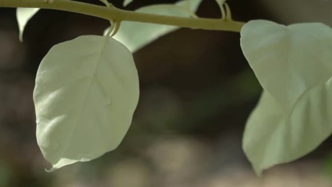 白叶在阿尔巴树上，有选择性的焦点和文本的自由空间。白化病效应形成全球变暖。