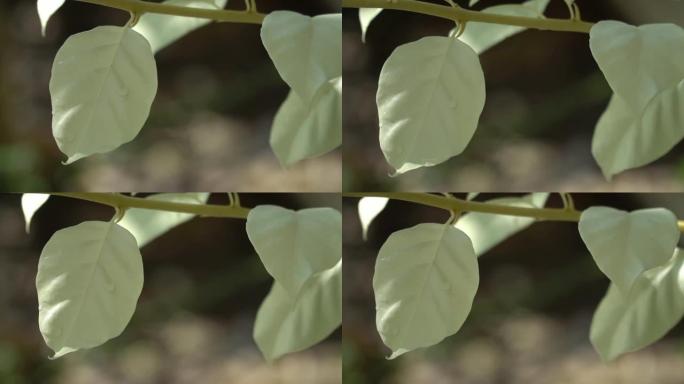 白叶在阿尔巴树上，有选择性的焦点和文本的自由空间。白化病效应形成全球变暖。