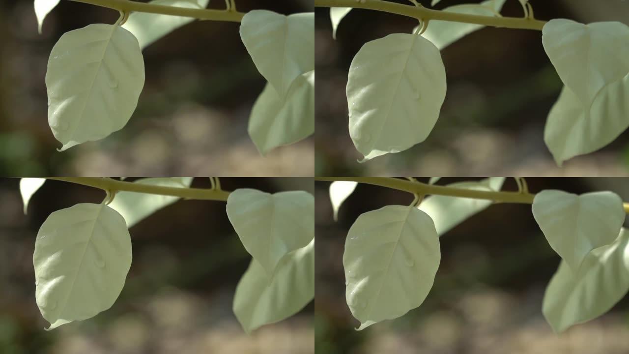 白叶在阿尔巴树上，有选择性的焦点和文本的自由空间。白化病效应形成全球变暖。