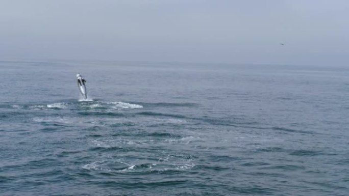 瑞索的海豚在美国加州蒙特利湾