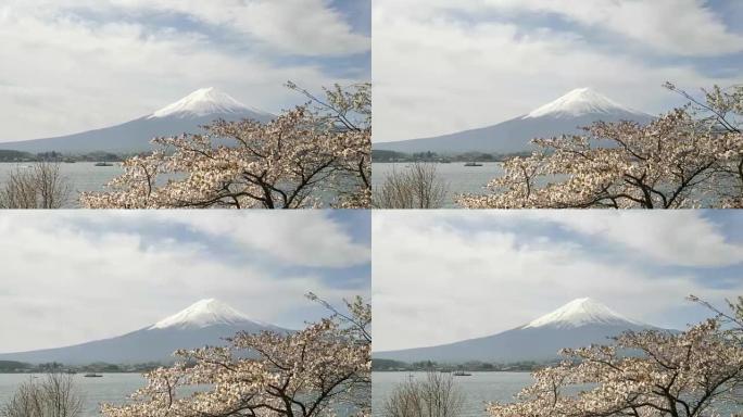 富士山和川口湖的万向节steadicam夹，樱花和旅游船