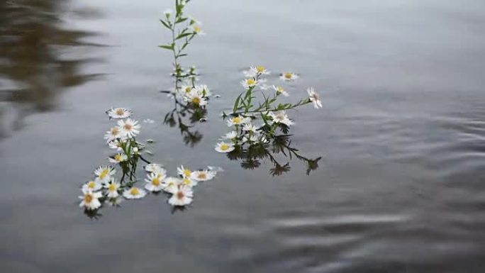 山河中的花和小鱼
