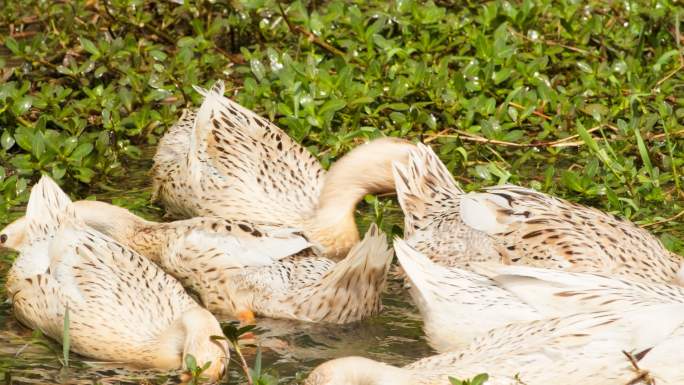 农村散养鸭子在池塘疯狂觅食