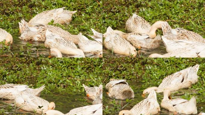 农村散养鸭子在池塘疯狂觅食
