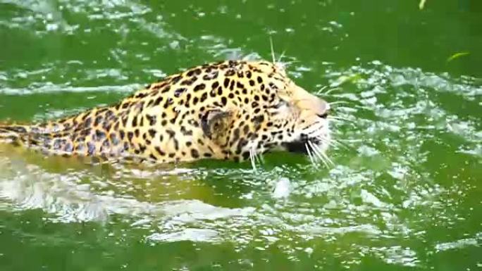 两只美洲虎在池塘里玩耍和游泳的慢动作