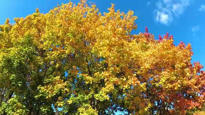美丽的秋枫，有黄色、红色和绿色的叶子。