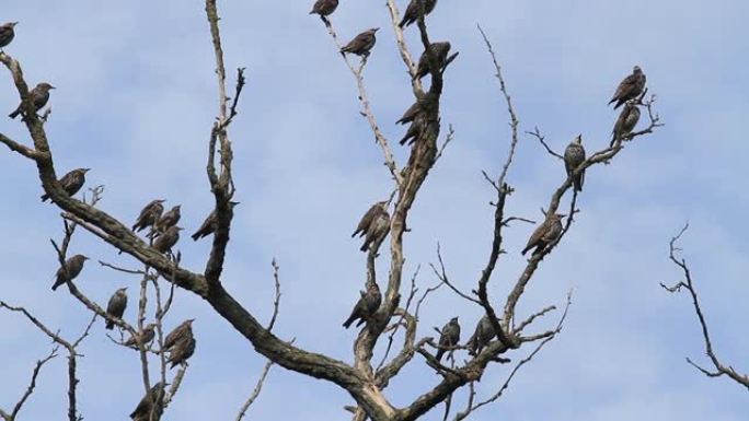 鸟群坐在树枝上，然后飞走