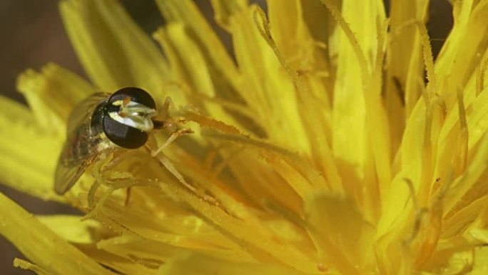 小蝇会给黄色的花授粉。