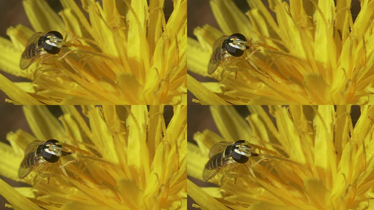 小蝇会给黄色的花授粉。