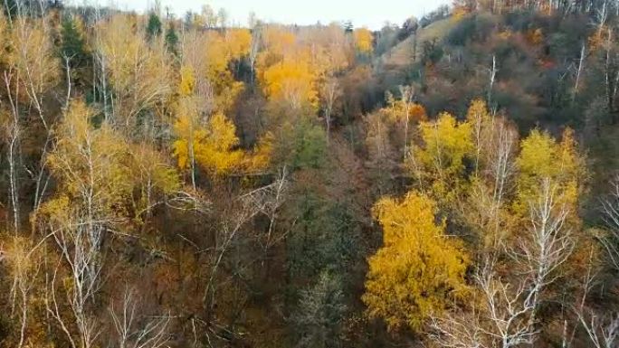 秋天在美丽的桦树林上空飞行。山沟里的黄桦树。鸟瞰图。
