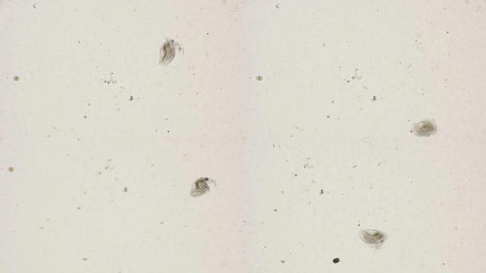 波斯米纳水蚤，在显微镜下