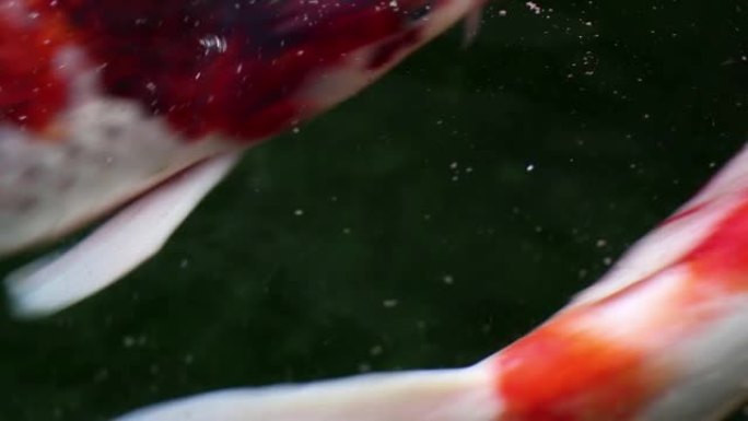 软聚焦品种锦鲤鱼在颗粒漂浮的绿色水中游泳