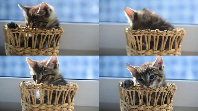 小猫啃篮子