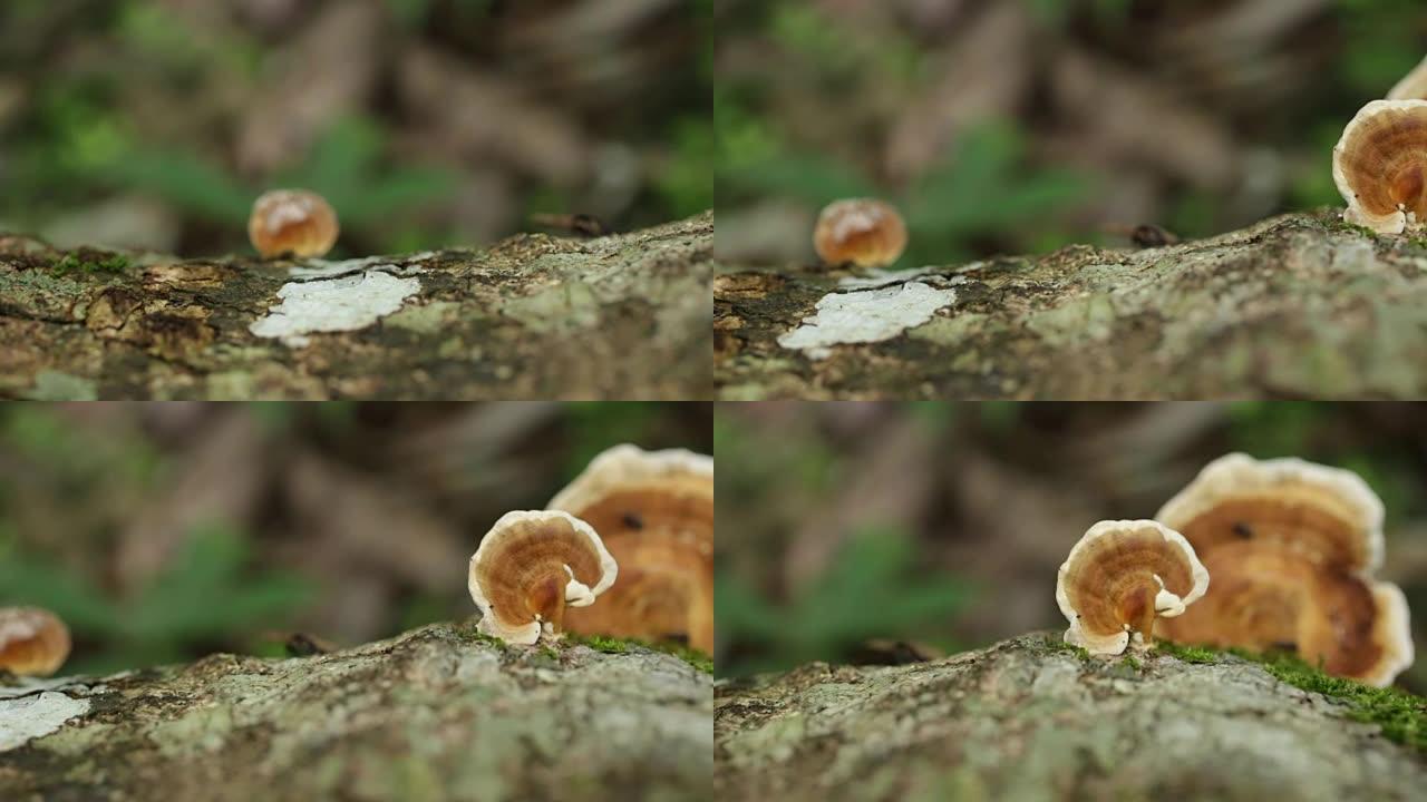 灵芝蘑菇