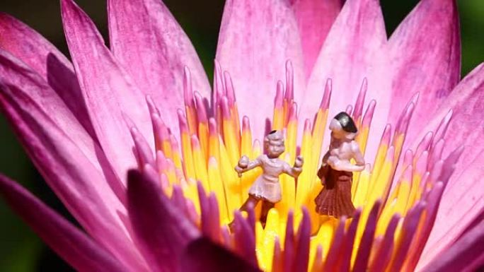 粉红莲花中的家庭娃娃，抽象概念