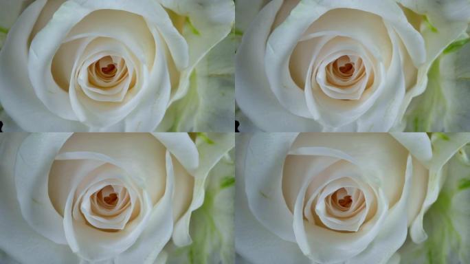 美丽绽放的白玫瑰特写