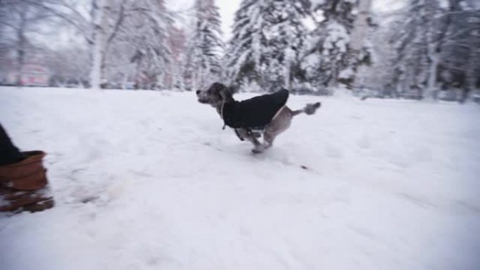 顽皮的狗喜欢在雪地里奔跑