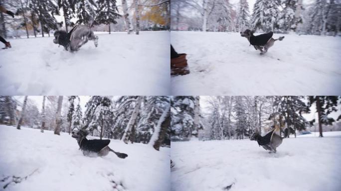 顽皮的狗喜欢在雪地里奔跑