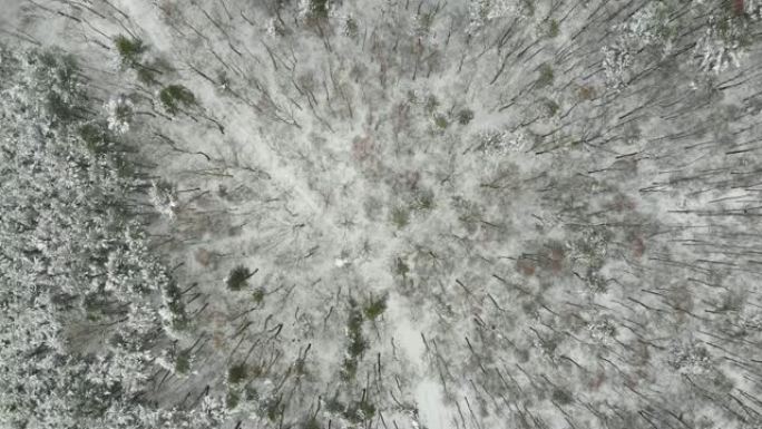 森林中积雪覆盖的树木上的航拍镜头，冬季景观