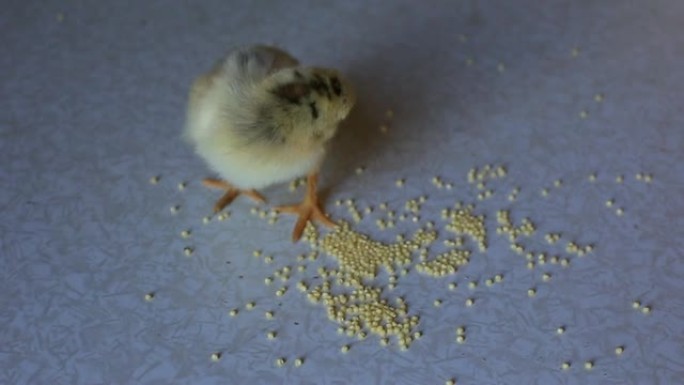一只新生的小鸡在木桌上行走，啄谷物。