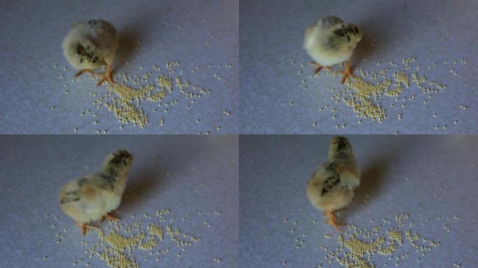 一只新生的小鸡在木桌上行走，啄谷物。