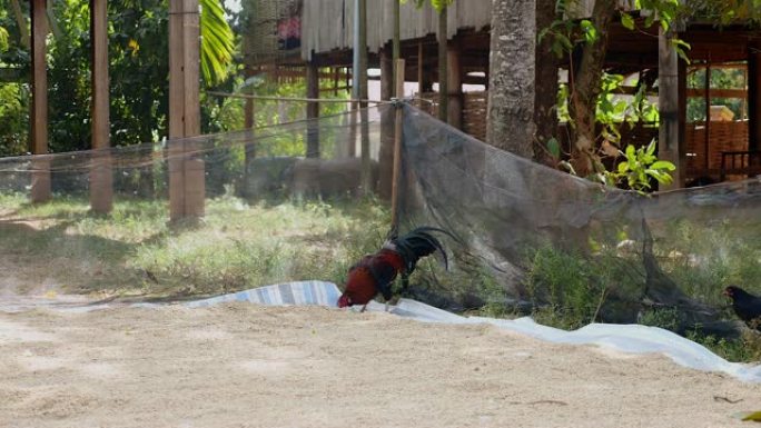 公鸡啄食放在地面篷布上的稻子 (特写)