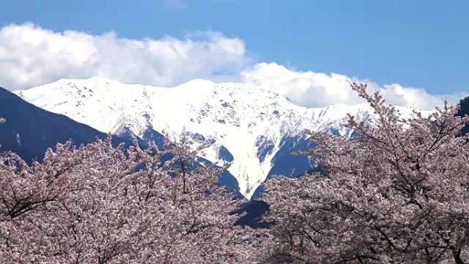 大西公园和山的樱花。南阿尔卑斯山的Akaishidake