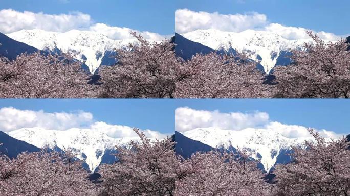 大西公园和山的樱花。南阿尔卑斯山的Akaishidake