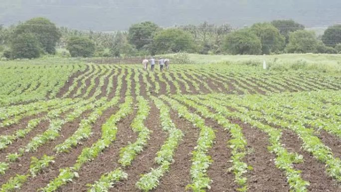 农民在印度传统上使用公牛耕种土地