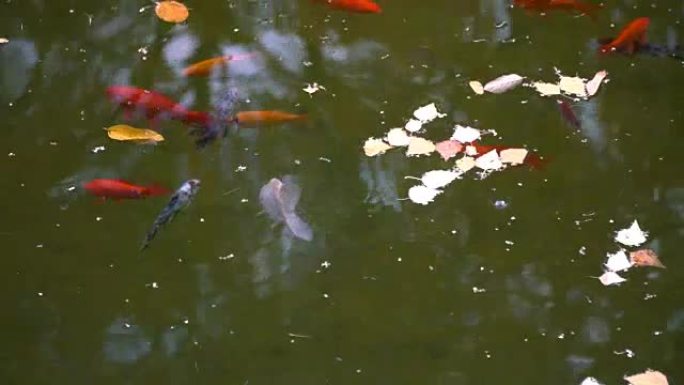 秋园水域池塘金鱼