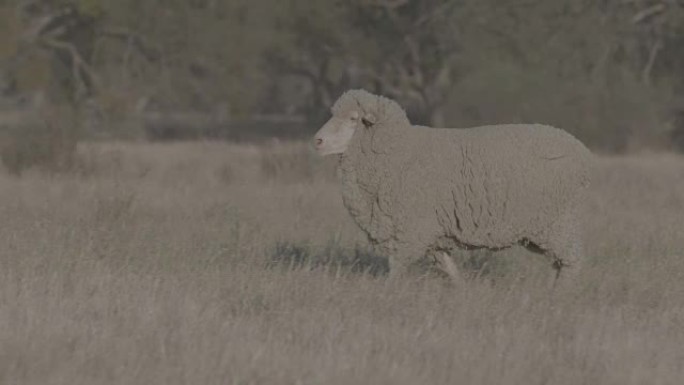 在澳大利亚放牧的围场中的美利奴羊，慢动作