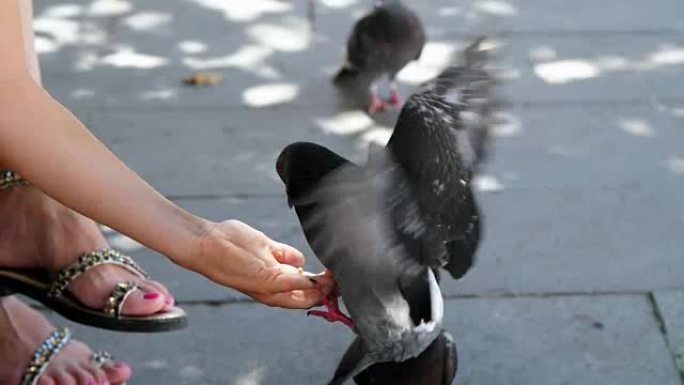 意大利威尼斯-2018年7月7日: 特写，游客在威尼斯用手喂鸽子。驯服的鸽子