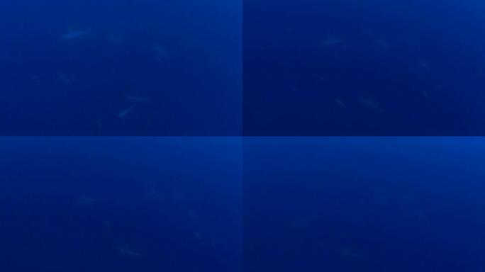 深海扇形锤头鲨学校