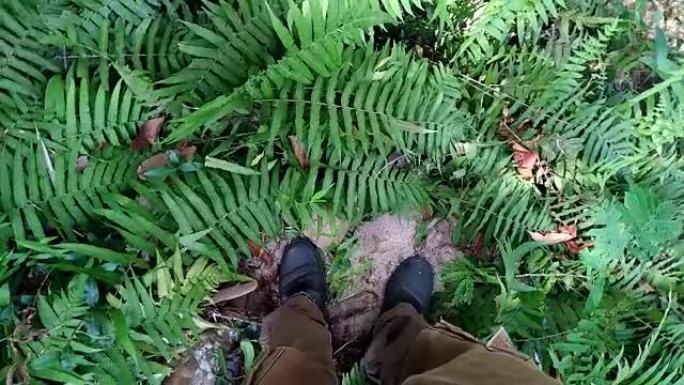 人类站在森林蕨类植物田里的腿