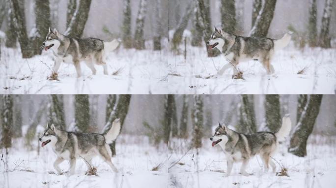 年轻的西伯利亚哈士奇狗在冬季白雪皑皑的森林中户外奔跑。