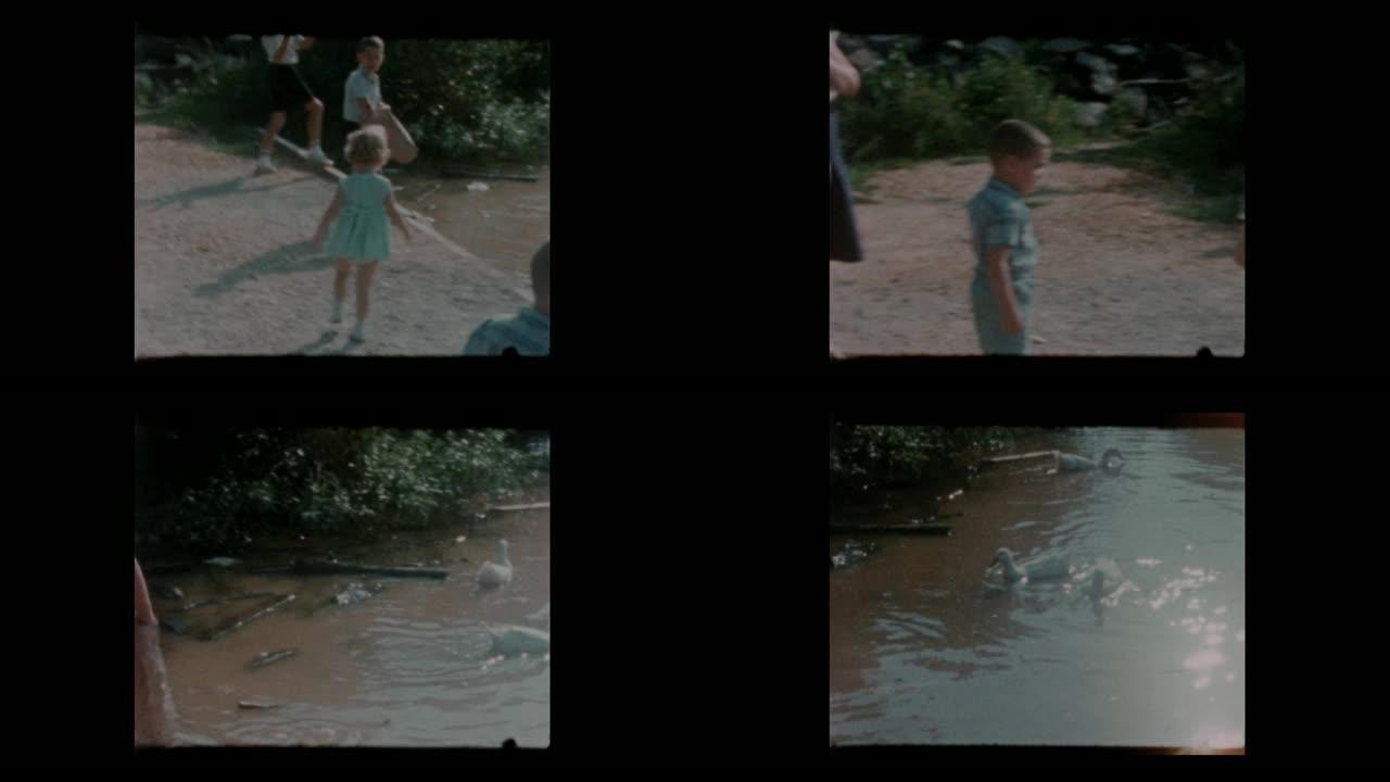 1963小男孩在湖边喂天鹅