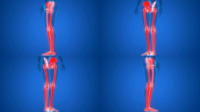 人体骨骼系统下肢解剖