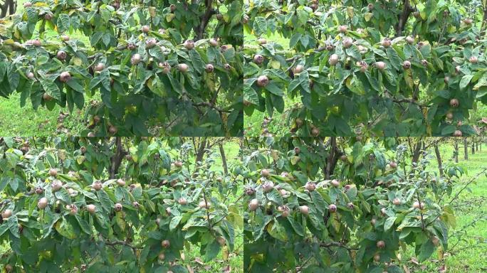 枸杞棕色成熟的果实和绿叶长在树上。德国梅皮卢斯，德国克拉塔格斯，枸杞，Mispel